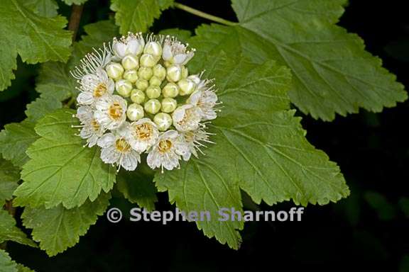 physocarpus capitatus 6 graphic